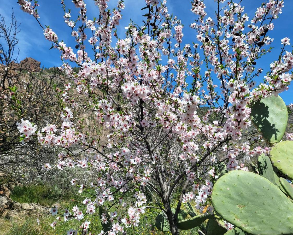 Casa Rural Los Pinares El Juncal De Tejeda 外观 照片