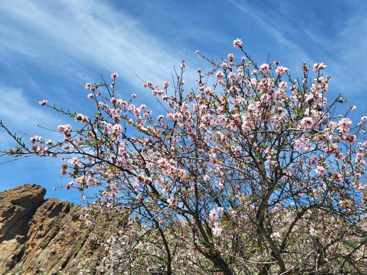 Casa Rural Los Pinares El Juncal De Tejeda 外观 照片